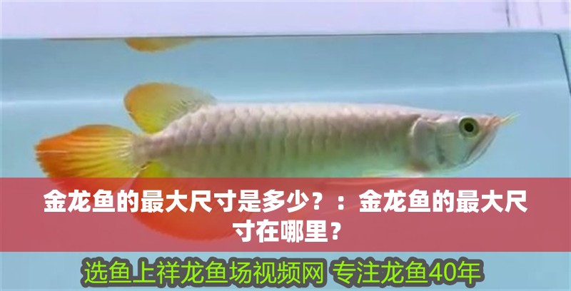金龍魚的最大尺寸是多少？：金龍魚的最大尺寸在哪里？
