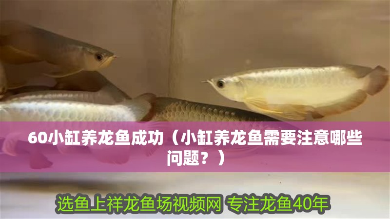 60小缸養龍魚成功（小缸養龍魚需要注意哪些問題？）