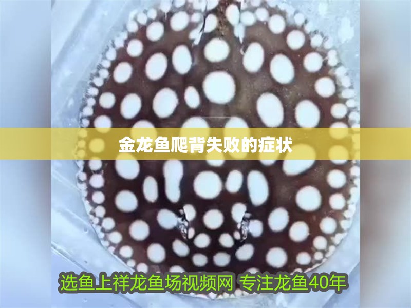 金龍魚爬背失敗的癥狀 金龍魚爬背失敗的癥狀 龍魚論壇