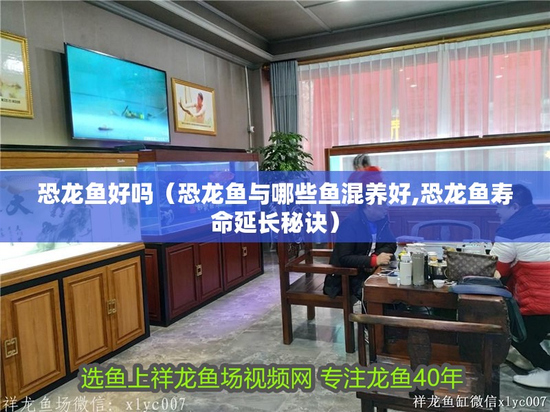 恐龍魚好嗎（恐龍魚與哪些魚混養好,恐龍魚壽命延長秘訣）