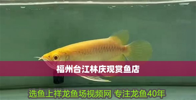 福州臺江林慶觀賞魚店
