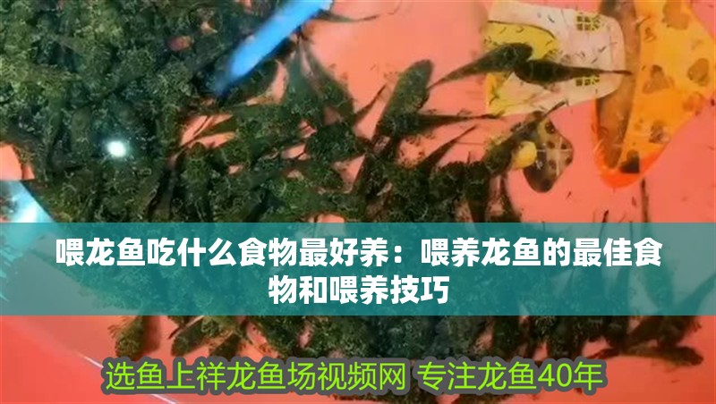 喂龍魚吃什么食物最好養(yǎng)：喂養(yǎng)龍魚的最佳食物和喂養(yǎng)技巧