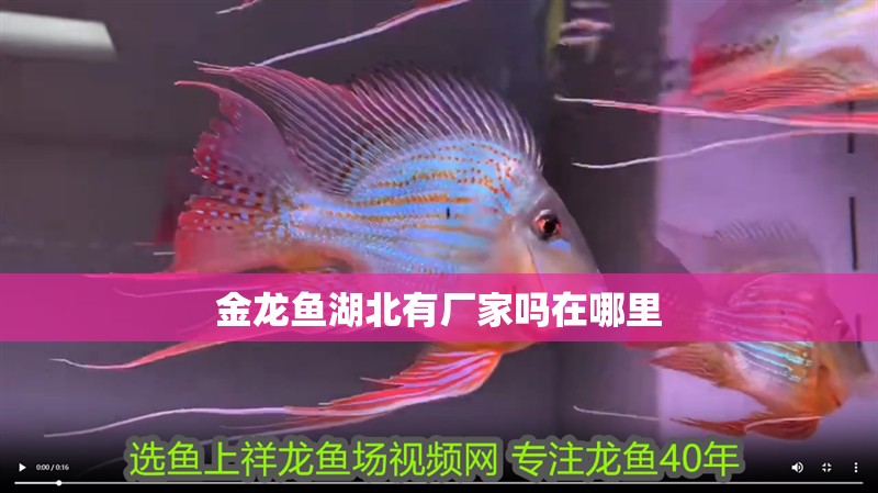 金龍魚<strong><mark>湖北</mark></strong>有廠家嗎在哪里