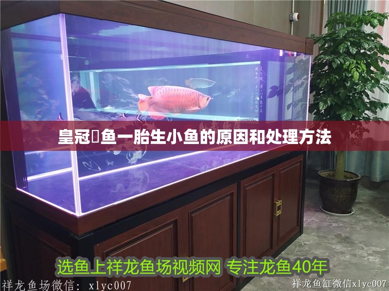 皇冠魟魚一胎生小魚的原因和處理方法