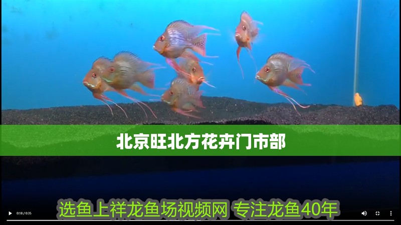 <strong><mark>北京</mark></strong>旺北方花卉門市部