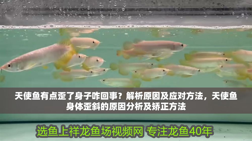 天使魚有點歪了身子咋回事？解析原因及應對方法，天使魚身體歪斜的原因分析及矯正方法