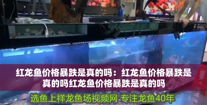 紅龍魚價格暴跌是真的嗎：紅龍魚價格暴跌是真的嗎紅龍魚價格暴跌是真的嗎 紅龍魚價格暴跌是真的嗎：紅龍魚價格暴跌是真的嗎紅龍魚價格暴跌是真的嗎 龍魚百科