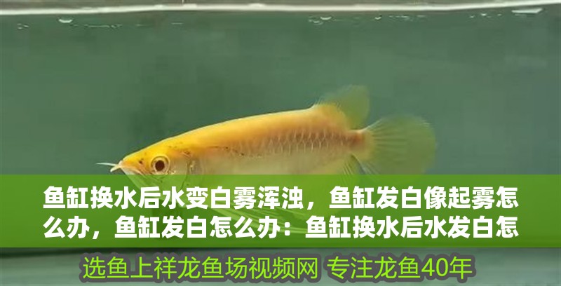 魚缸換水后水變白霧渾濁，魚缸發白像起霧怎么辦，魚缸發白怎么辦：魚缸換水后水發白怎么辦 魚缸換水后水變白霧渾濁，魚缸發白像起霧怎么辦，魚缸發白怎么辦：魚缸換水后水發白怎么辦 魚缸百科