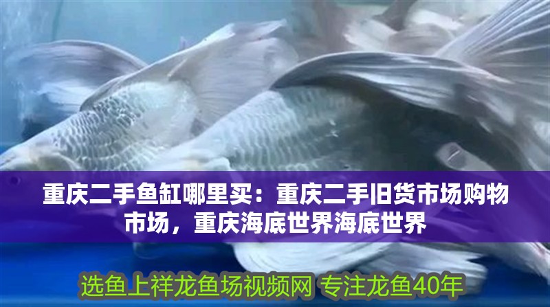 重慶二手魚缸哪里買：重慶二手舊貨市場購物市場，重慶海底世界海底世界 重慶二手魚缸哪里買：重慶二手舊貨市場購物市場，重慶海底世界海底世界 魚缸百科