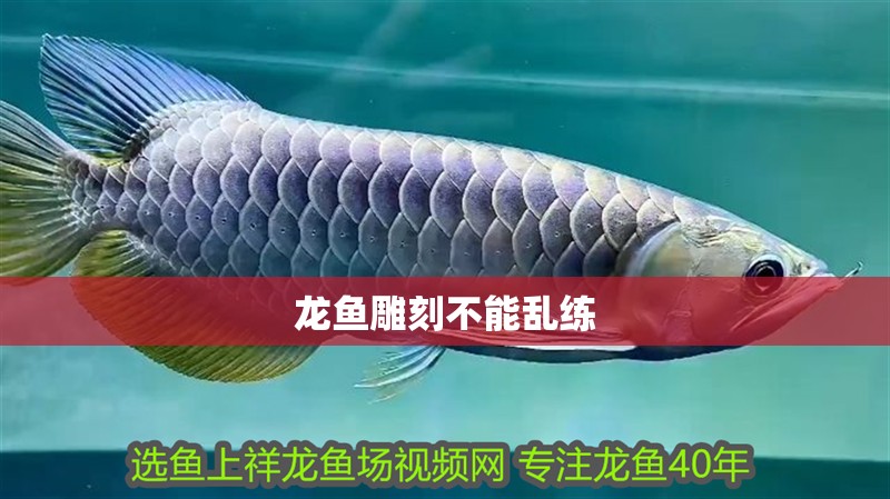 龍魚雕刻不能亂練