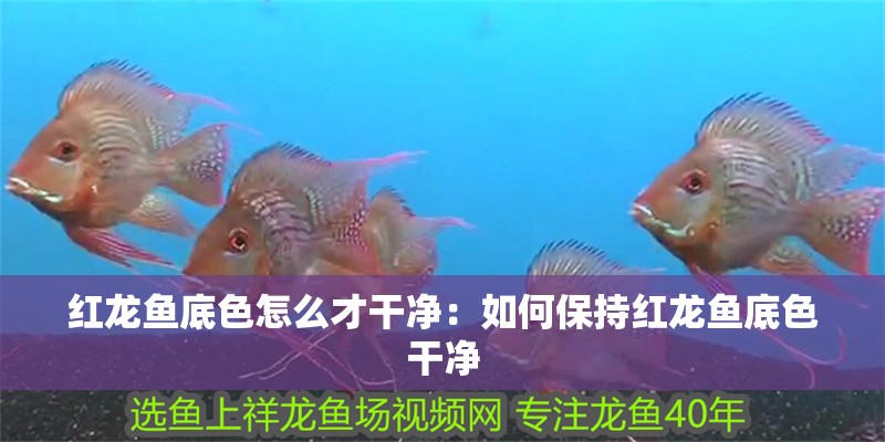 紅龍魚底色怎么才干凈：如何保持紅龍魚底色干凈