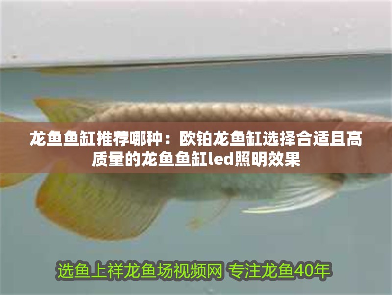 龍魚魚缸推薦哪種：歐鉑龍魚缸選擇合適且高質量的龍魚魚缸led照明效果 龍魚魚缸推薦哪種：歐鉑龍魚缸選擇合適且高質量的龍魚魚缸led照明效果 魚缸百科