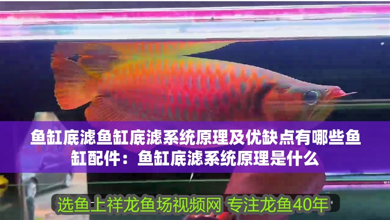 魚缸底濾魚缸底濾系統原理及優缺點有哪些魚缸配件：魚缸底濾系統原理是什么