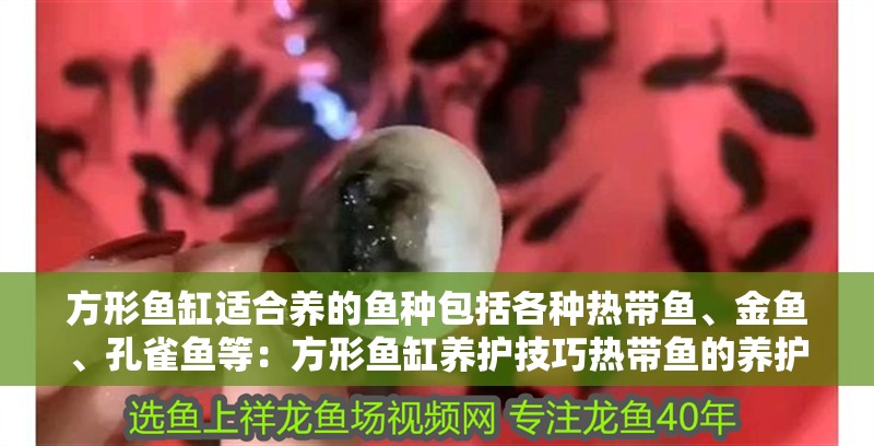 方形魚(yú)缸適合養(yǎng)的魚(yú)種包括各種熱帶魚(yú)、金魚(yú)、孔雀魚(yú)等：方形魚(yú)缸養(yǎng)護(hù)技巧熱帶魚(yú)的養(yǎng)護(hù)技巧熱帶魚(yú)的養(yǎng)護(hù)技巧