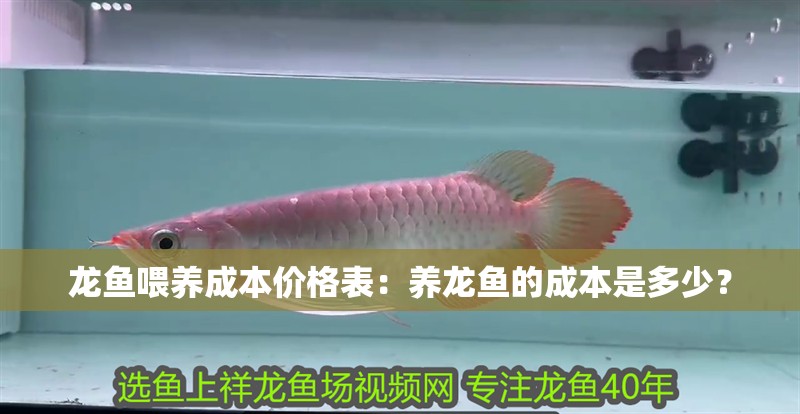 龍魚喂養成本價格表：養龍魚的成本是多少？