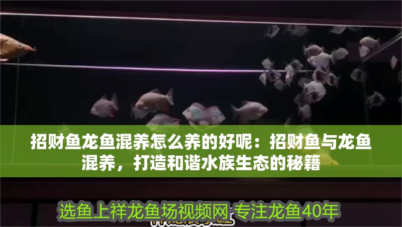 招財(cái)魚龍魚混養(yǎng)怎么養(yǎng)的好呢：招財(cái)魚與龍魚混養(yǎng)，打造和諧水族生態(tài)的秘籍