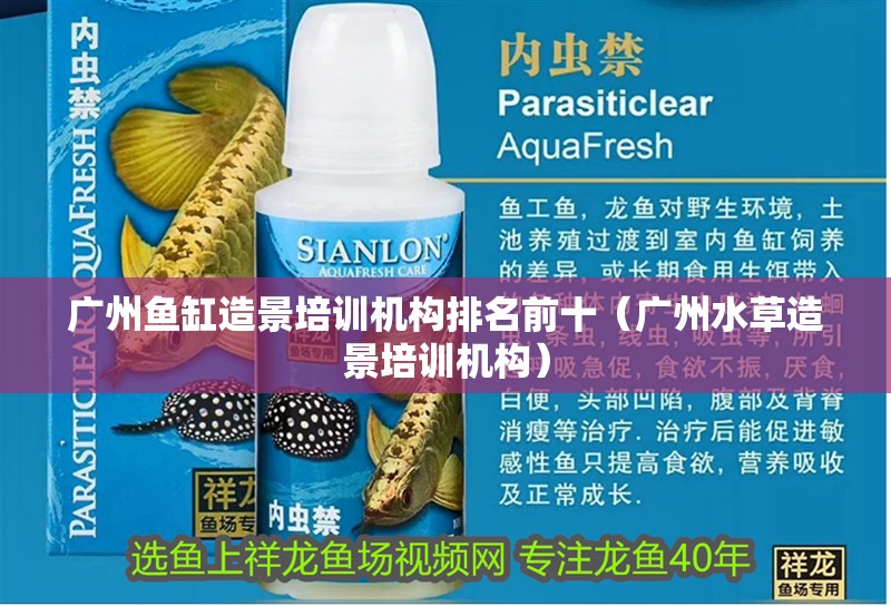 廣州魚缸造景培訓機構排名前十（廣州水草造景培訓機構）