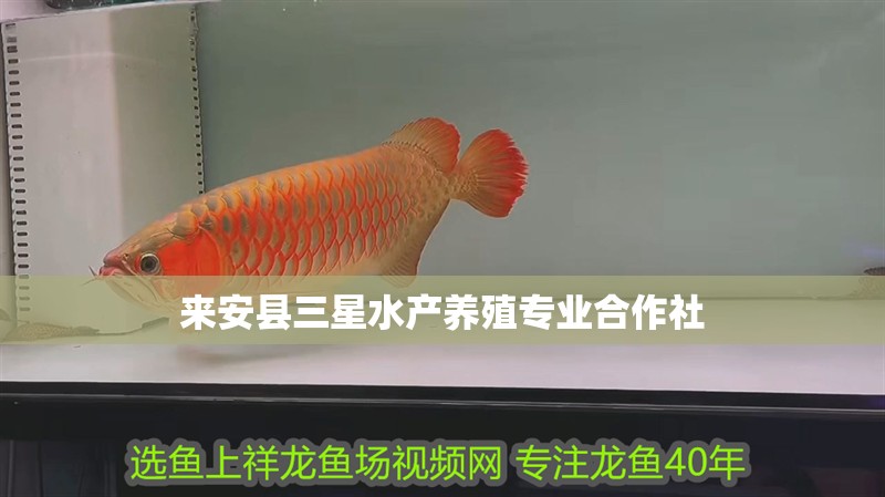 來安縣三星水產(chǎn)養(yǎng)殖專業(yè)合作社 來安縣三星水產(chǎn)養(yǎng)殖專業(yè)合作社 全國(guó)水族館企業(yè)名錄