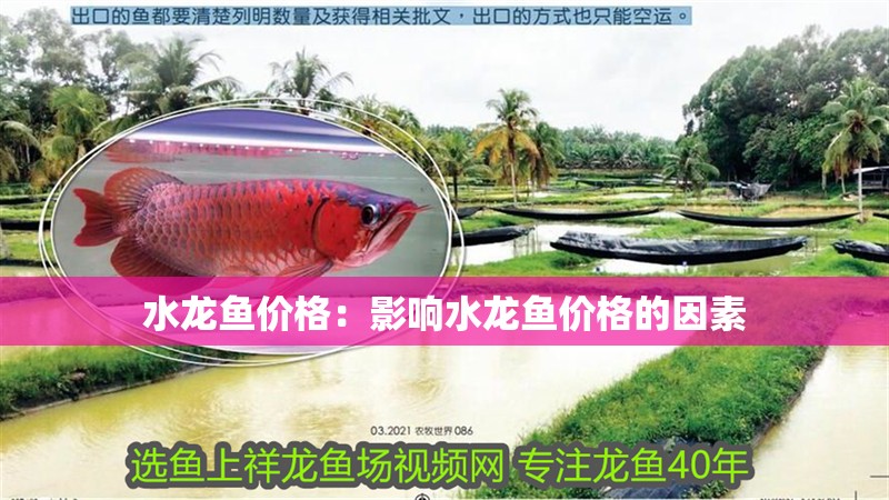 水龍魚價格：影響水龍魚價格的因素