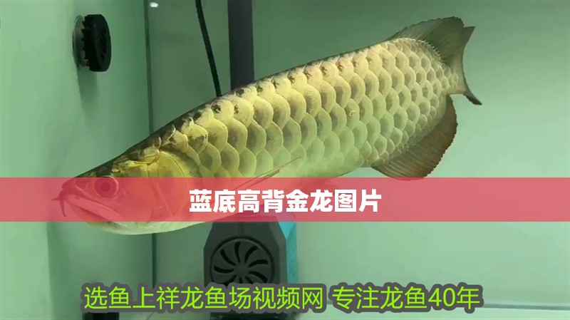 藍底高背金龍圖片 藍底高背金龍圖片 龍魚論壇