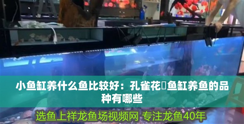 小魚缸養什么魚比較好：孔雀花鳉魚缸養魚的品種有哪些