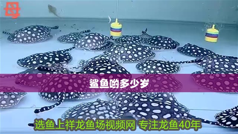 鯊魚喲多少歲