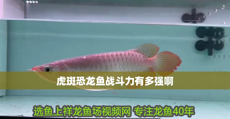 虎斑恐龍魚(yú)戰(zhàn)斗力有多強(qiáng)啊