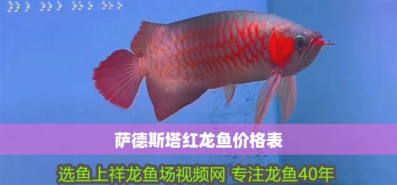 薩德斯塔紅龍魚價格表