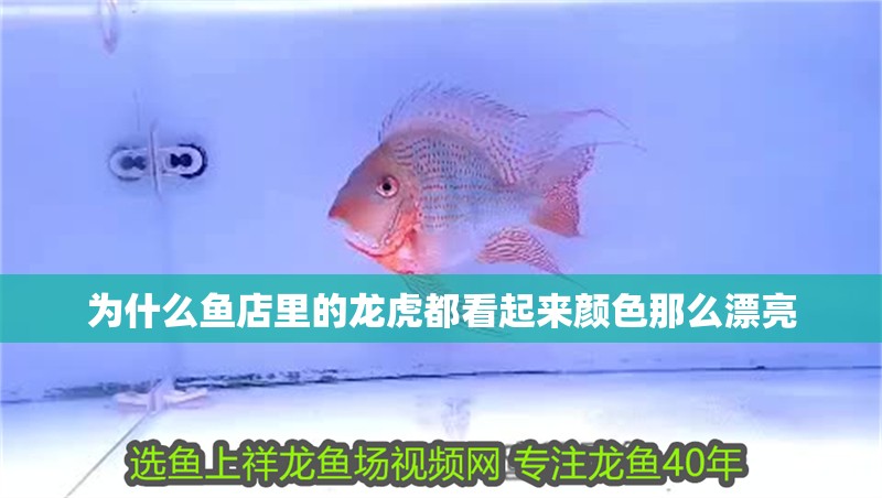為什么魚店里的龍虎都看起來顏色那么漂亮 為什么魚店里的龍虎都看起來顏色那么漂亮 全國水族館企業名錄