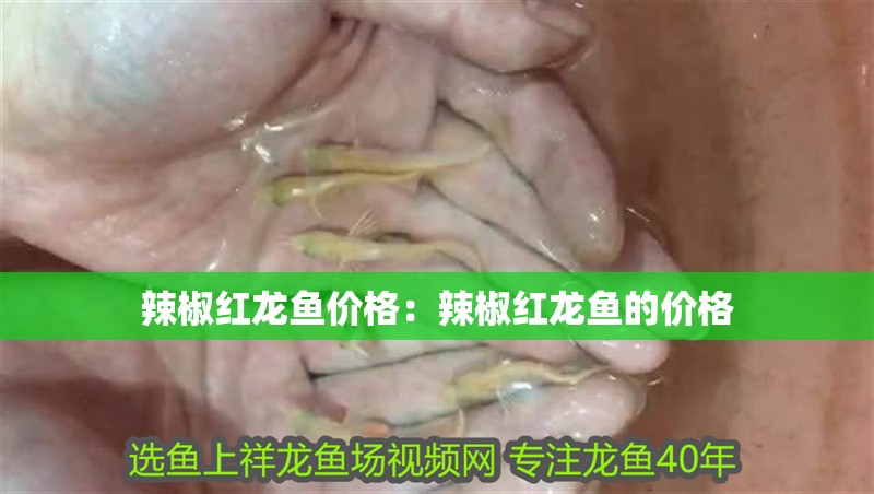 辣椒紅龍魚價格：辣椒紅龍魚的價格