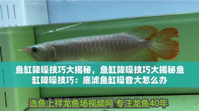 魚(yú)缸降噪技巧大揭秘，魚(yú)缸降噪技巧大揭秘魚(yú)缸降噪技巧：底濾魚(yú)缸噪音大怎么辦