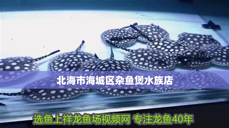 北海市海城區雜魚煲水族店