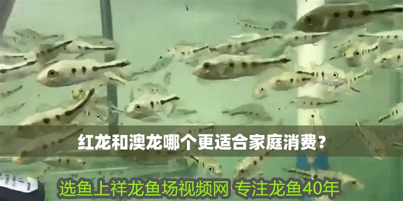 紅龍和澳龍哪個更適合家庭消費？