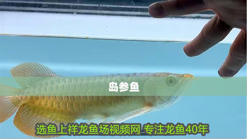 島參魚(yú) 島參魚(yú) 龍魚(yú)論壇