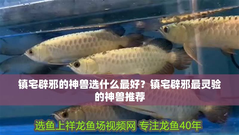 鎮宅辟邪的神獸選什么最好？鎮宅辟邪最靈驗的神獸推薦 鎮宅辟邪的神獸選什么最好？鎮宅辟邪最靈驗的神獸推薦 龍魚百科 第1張