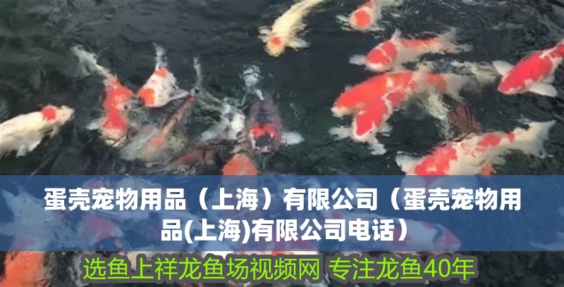 蛋殼寵物用品（上海）有限公司（蛋殼寵物用品(上海)有限公司電話）