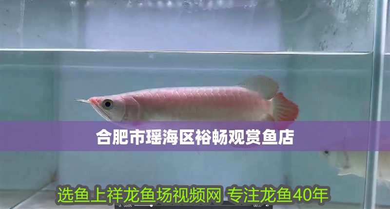 <strong><mark>合肥</mark></strong>市瑤海區裕暢觀賞魚店