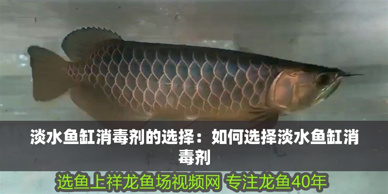 淡水魚缸消毒劑的選擇：如何選擇淡水魚缸消毒劑