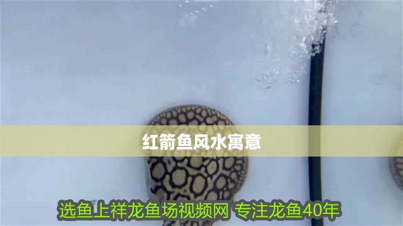 紅箭魚風水寓意 紅箭魚風水寓意 龍魚論壇