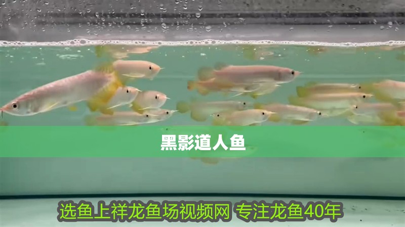 黑影道人魚 黑影道人魚 龍魚論壇