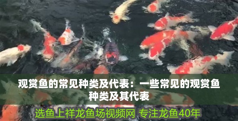 觀賞魚的常見種類及代表：一些常見的觀賞魚種類及其代表