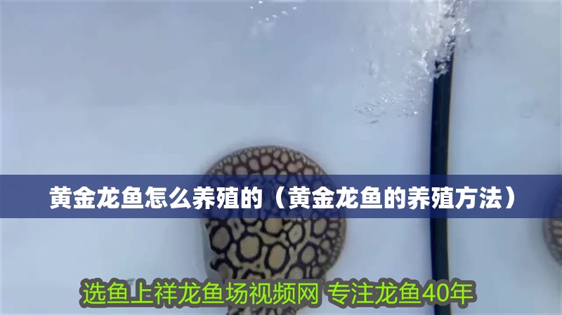 黃金龍魚怎么養殖的（黃金龍魚的養殖方法）