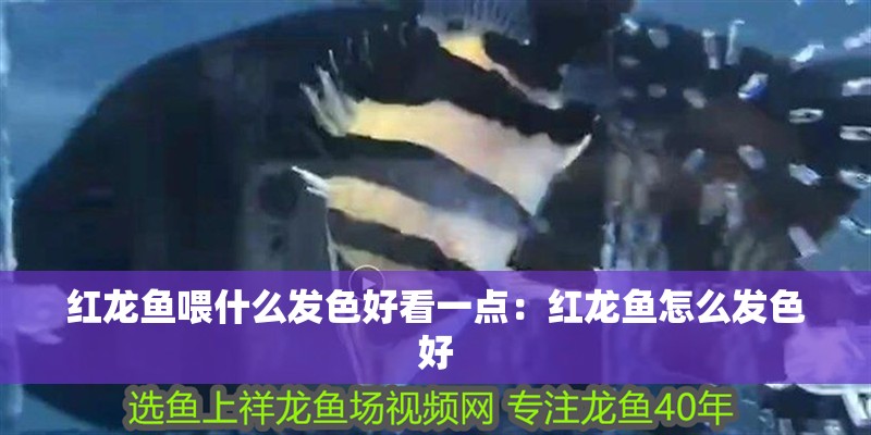 紅龍魚喂什么發(fā)色好看一點：紅龍魚怎么發(fā)色好