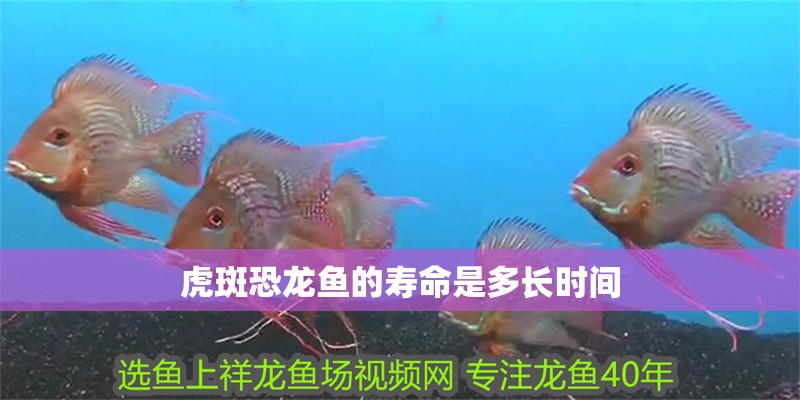 虎斑恐龍魚的壽命是多長時間