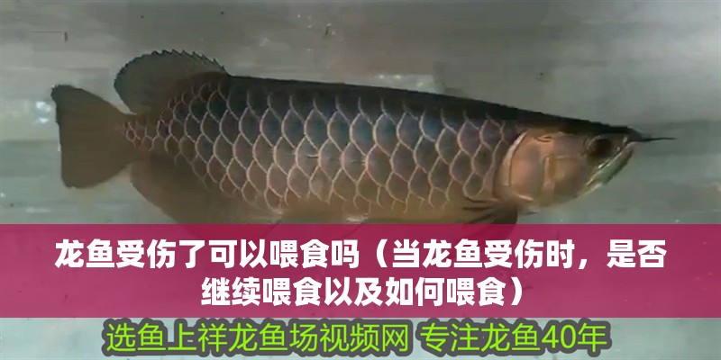 龍魚受傷了可以喂食嗎（當龍魚受傷時，是否繼續喂食以及如何喂食）