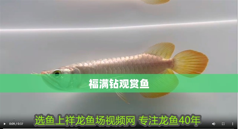福滿鉆觀賞魚