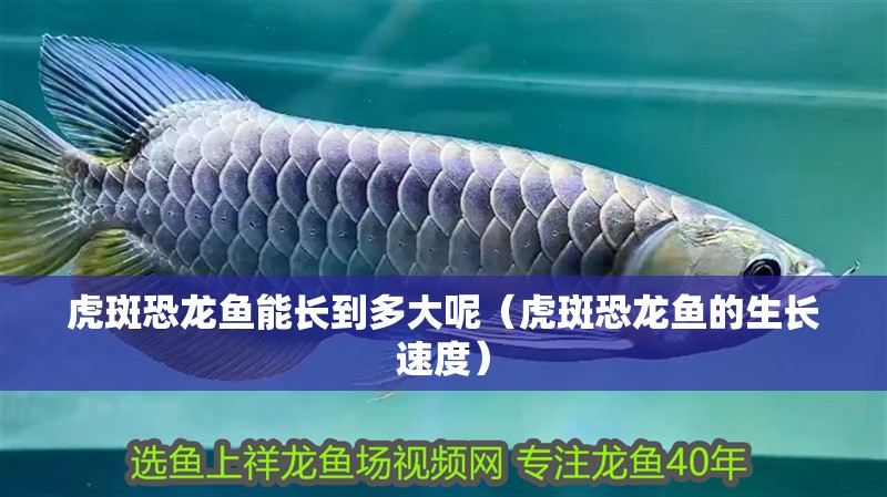 虎斑恐龍魚能長到多大呢（虎斑恐龍魚的生長速度）