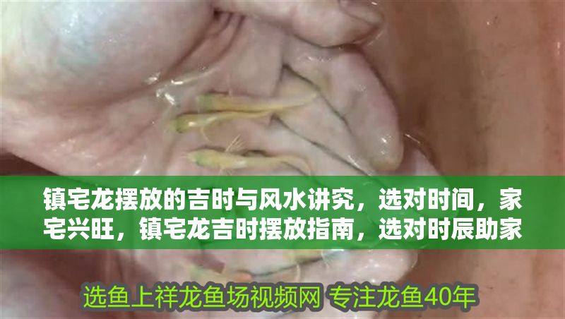 鎮(zhèn)宅龍擺放的吉時與風(fēng)水講究，選對時間，家宅興旺，鎮(zhèn)宅龍吉時擺放指南，選對時辰助家宅興旺
