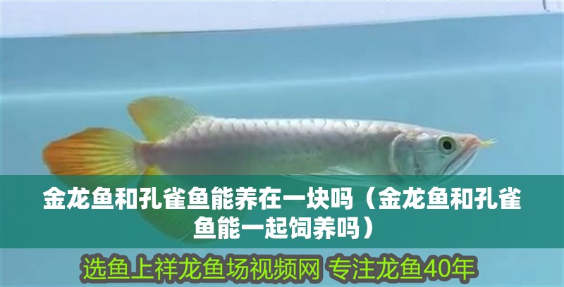 金龍魚和孔雀魚能養在一塊嗎（金龍魚和孔雀魚能一起飼養嗎）