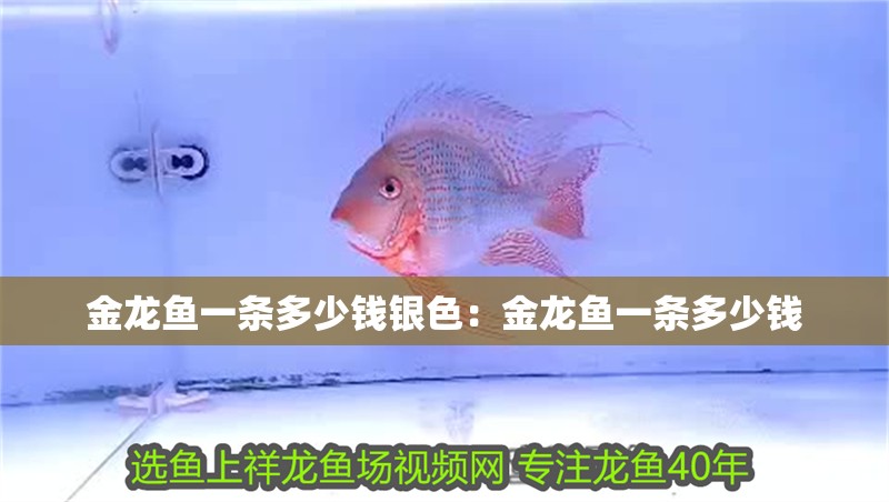 金龍魚一條多少錢銀色：金龍魚一條多少錢 金龍魚一條多少錢銀色：金龍魚一條多少錢 龍魚百科